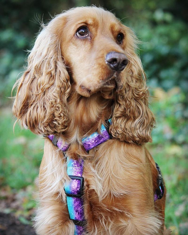 Dobór szelek dla cocker spaniela