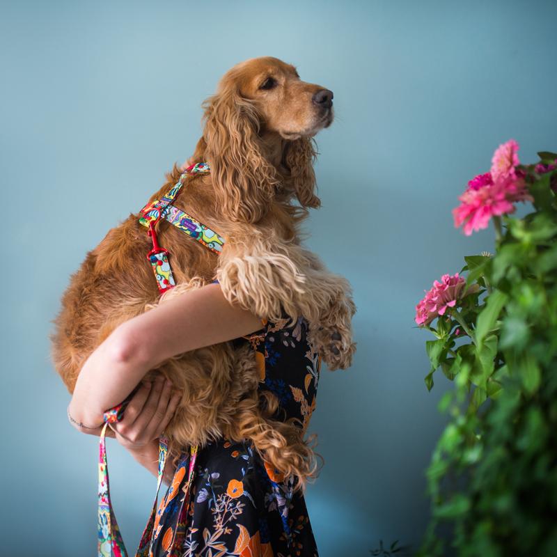 Jak zmierzyć psa do szelek