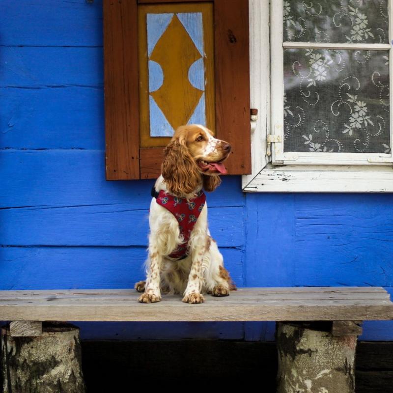 Jak dobrać idealny rozmiar szelek dla cocker spaniela?