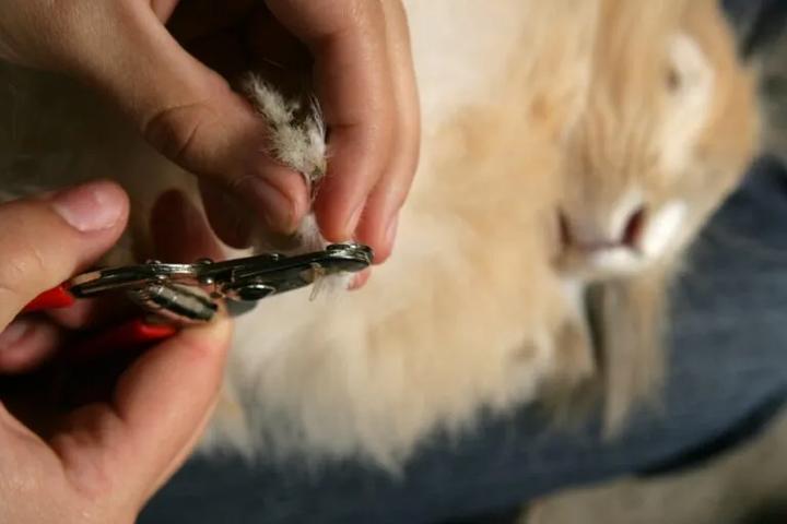 Narzędzia do przycinania pazurków