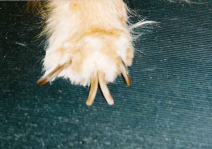 Pielęgnacja pazurków królika