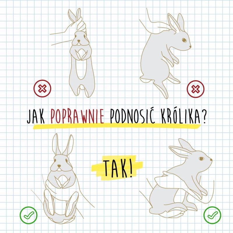 Zdrowie i bezpieczeństwo królika