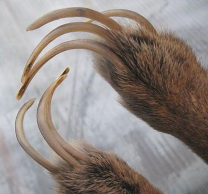 Jak dbać o pazurki królika? Czy obcinanie paznokci to konieczność?