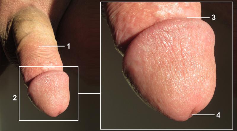 Najlepszy rozmiar penisa – jak dopasować go do swoich potrzeb?